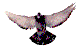 Flying Pigeon