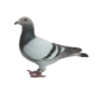 Pomba Azul Eloy