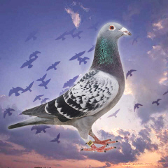Racing Pigeons Background